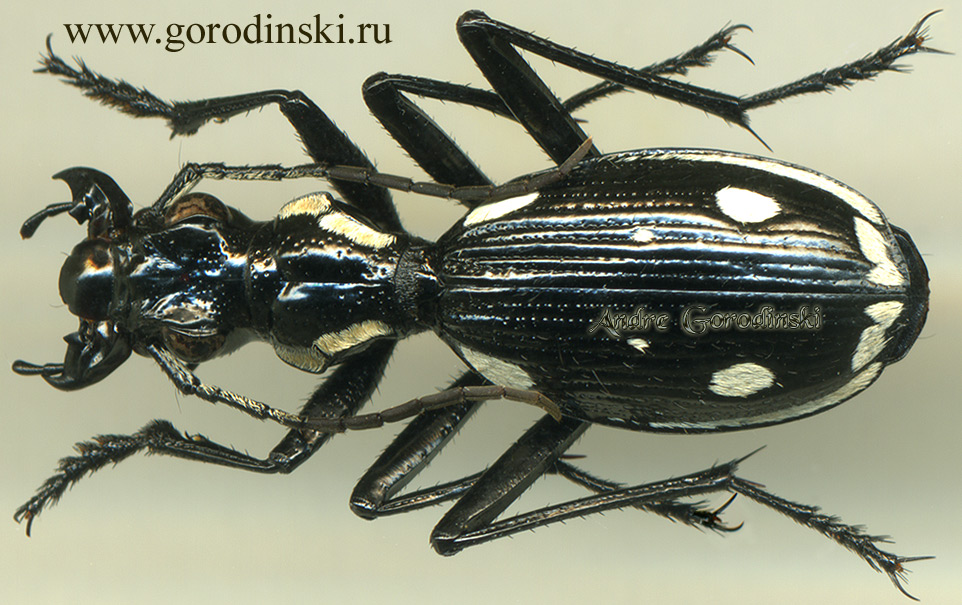 http://www.gorodinski.ru/carabidae/Anthia sexmaculata.jpg